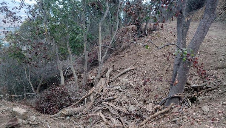 Corte de Apelaciones confirma millonaria multa por corta ilegal de bosque nativo en Quillota