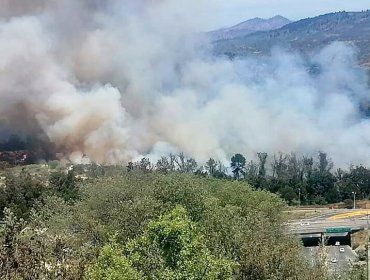 Fiscalía confirma "avances" respecto a posible intencionalidad de los incendios forestales en Viña del Mar y Santo Domingo