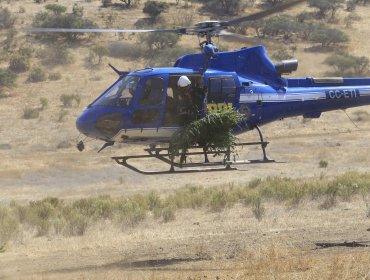 Detectan plantación de 451 unidades de cannabis sativa desde un predio en el sector La Ballena de La Ligua