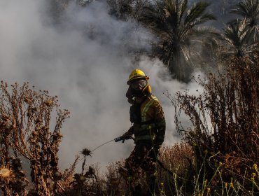 Conaf detecta origen del incendio en Viña del Mar y asegura que "hay personas que están identificadas en esos puntos"