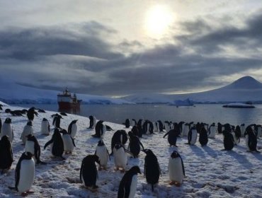 Rodeadas de pingüinos e icebergs: Asi se pasa la Navidad en la oficina de correos del fin del mundo