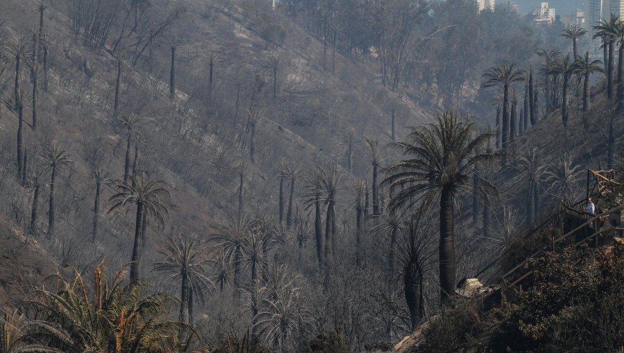 El otro daño que dejó el incendio de Viña del Mar: La Palma Chilena devastada en más de 125 hectáreas