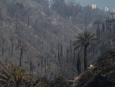 El otro daño que dejó el incendio de Viña del Mar: La Palma Chilena devastada en más de 125 hectáreas