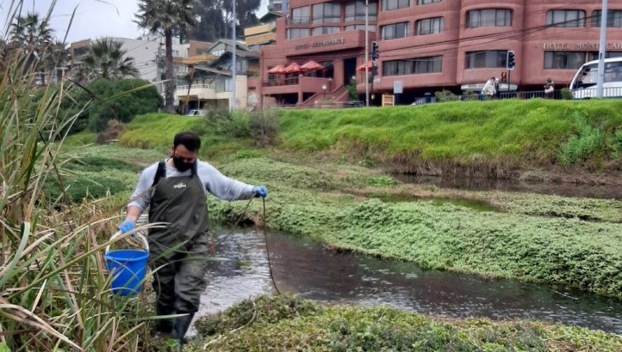 Preocupantes niveles de contaminación en el estero de Reñaca: Concentración de coliformes fecales excede 10 veces la norma