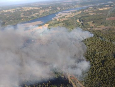 Declaran Alerta Roja para la comuna de Nacimiento por incendio forestal que ya ha consumido 100 hectáreas
