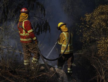 Alerta Roja por incendio forestal en Galvarino: al menos 350 hectáreas afectadas