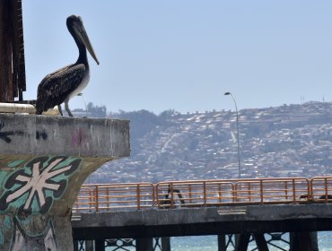 SAG confirmó el primer caso de gripe aviar en la región de Valparaíso