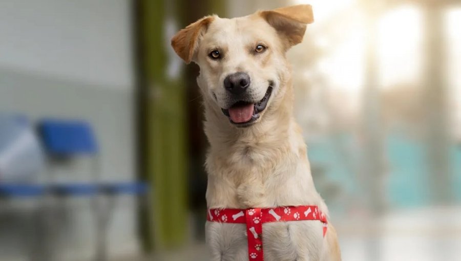 Cinco perros y una gata afectados por el megaincendio en Viña del Mar buscan un hogar temporal o ser adoptados