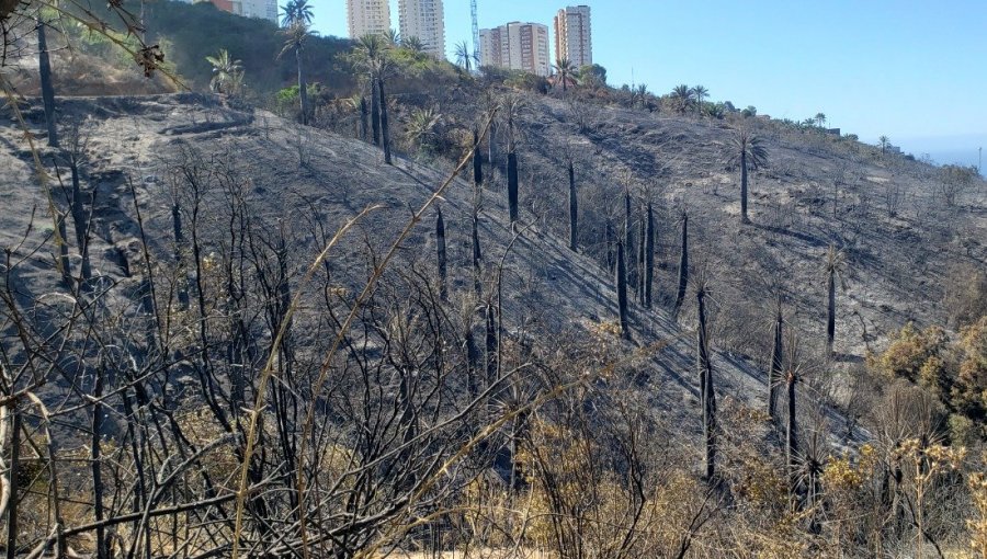 Proyectan que entre seis a ocho meses tardará en rebrotar la vegetación nativa afectada por el megaincendio en Viña del Mar