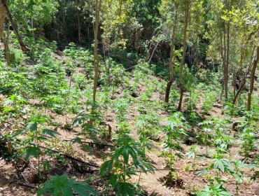 Incautan más de 5 mil matas de marihuana en el sector de la Quebrada Los Quillayes de San Fernando