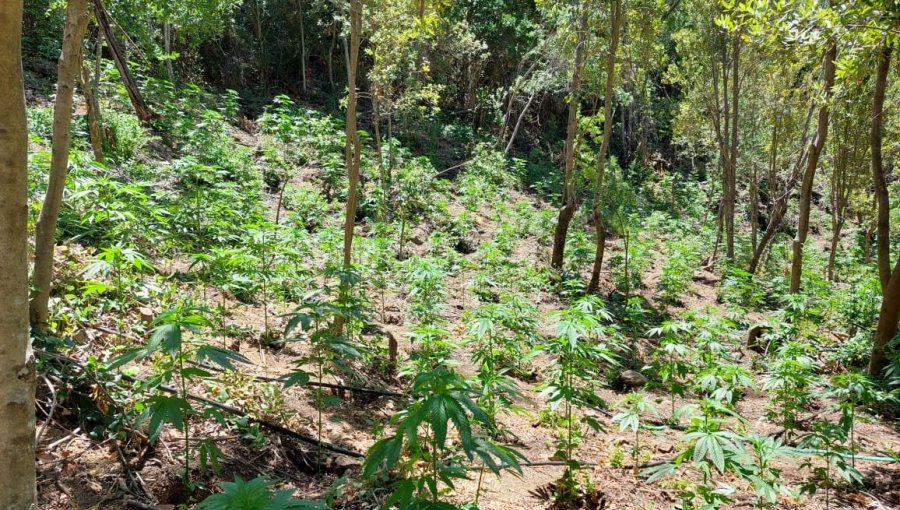 Incautan más de 5 mil matas de marihuana en el sector de la Quebrada Los Quillayes de San Fernando