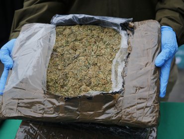 Operativo antidrogas permite incautar casi 500 plantas de marihuana en Curarrehue: hombre de 25 años fue detenido