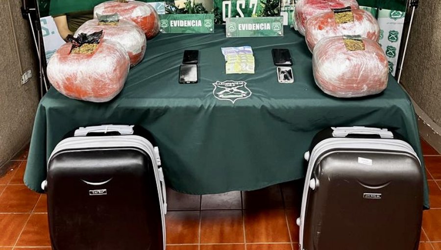 Perros detectores de droga evitaron que casi 28 mil dosis de marihuana llegaran a destino en la región de Valparaíso