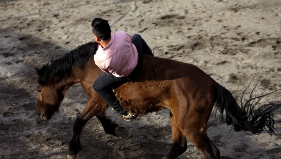 Hombre murió tras ser pateado por una yegua durante carrera a la chilena en Ránquíl