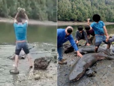 Sernapesca presentó una denuncia por la matanza de dos tiburones en Chiloé