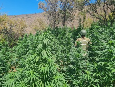 Desbaratan organización criminal dedicada al tráfico de drogas en Petorca: se incautaron casi 30 kilos de marihuana