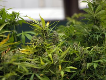 Decomisan 13 mil plantas de marihuana avaluada en más de $63 mil millones en Los Vilos
