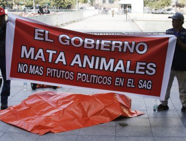 Funcionarios del zoológico de Los Ángeles dejaron un león muerto frente a La Moneda para protestar contra el SAG