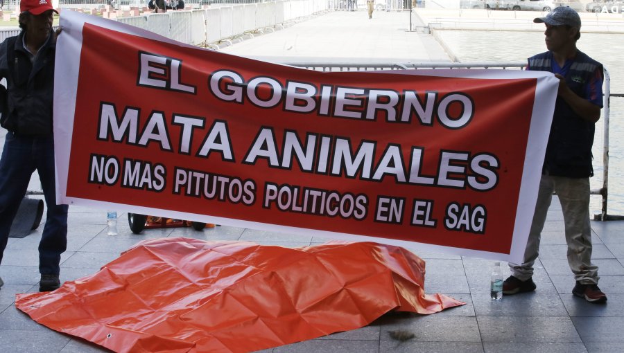 Funcionarios del zoológico de Los Ángeles dejaron un león muerto frente a La Moneda para protestar contra el SAG