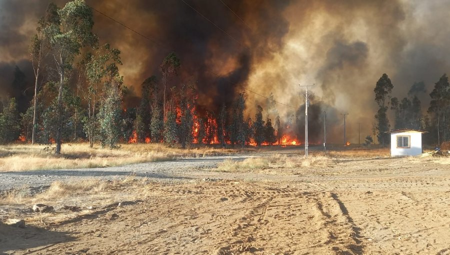 Detienen a acusado de iniciar incendio forestal en el sector Mune de Pitrufquén: emergencia dejó dos heridos