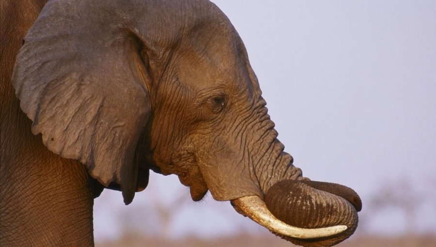 Descubren que la extinción de los elefantes podría tener un gran impacto en los niveles de carbono atmosférico
