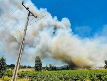 Declaran Alerta Roja para Ránquil por incendio forestal cercano a sectores habitados: solicitaron evacuar el sector Paso Hondo