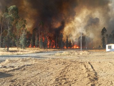 Detienen a acusado de iniciar incendio forestal en el sector Mune de Pitrufquén: emergencia dejó dos heridos