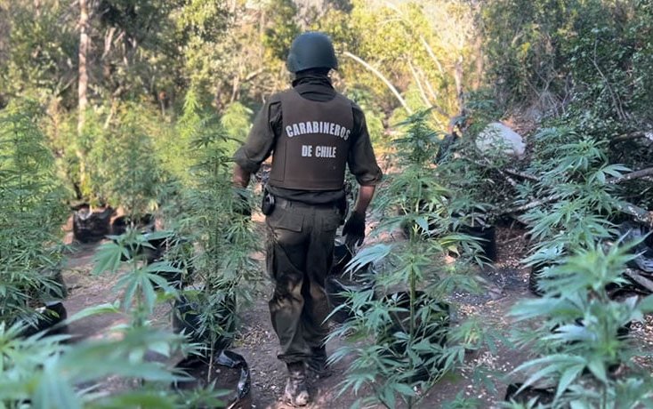 Decomisan más de 3 mil plantas de cannabis sativa desde sector rural de Colliguay en Quilpué