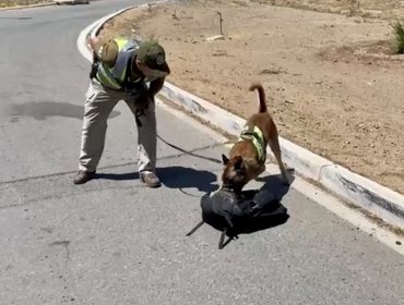 Olfato de can antidrogas permitió incautar más de 6 kilos de drogas en control carretero efectuado en Nogales