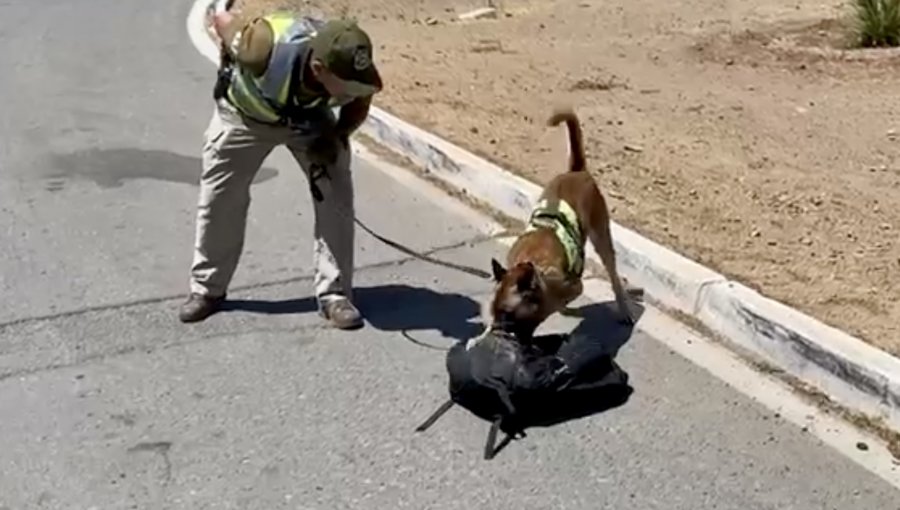 Olfato de can antidrogas permitió incautar más de 6 kilos de drogas en control carretero efectuado en Nogales