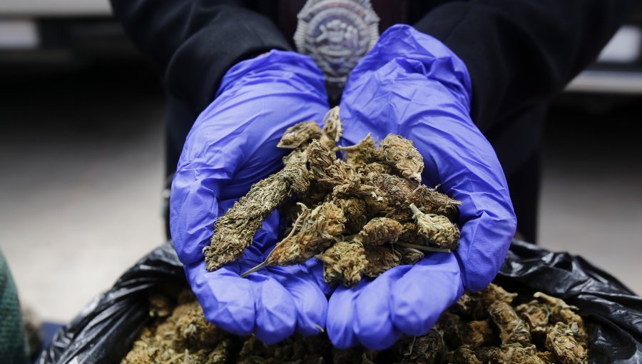 Incautan 600 kilos de cannabis sativa procesada en el valle de Quilimarí: droga era vendida en la región Metropolitana