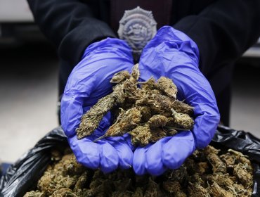 Incautan 600 kilos de cannabis sativa procesada en el valle de Quilimarí: droga era vendida en la región Metropolitana
