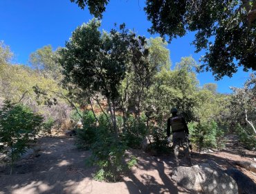 Incautan más de 7 mil plantas de cannabis desde quebrada en Petorca