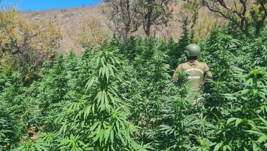 “Entre los cerros” Carabineros descubrió plantación de más de 7 mil plantas de marihuana en Petorca