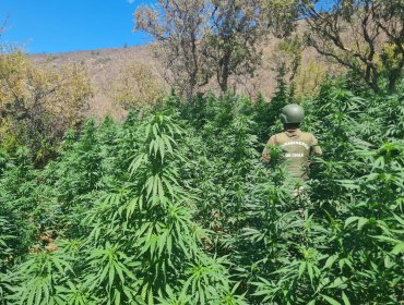 “Entre los cerros” Carabineros descubrió plantación de más de 7 mil plantas de marihuana en Petorca
