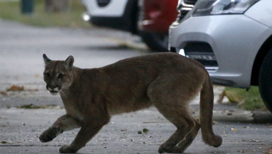 Puma que huía de incendios fue encontrado muerto en la Ruta 5 Sur