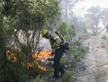 Hombre acusado de causar incendio forestal en Ñuble quedó con medidas cautelares