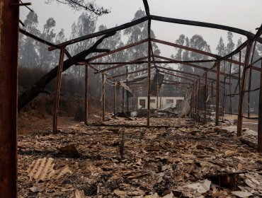 Corporación Chilena de la Madera pide declarar toque de queda en comunas afectadas por incendios forestales