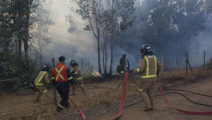 Corporación Chilena de la Madera descartó que incendios sean responsabilidad de monocultivos forestales