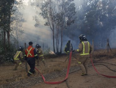 Corporación Chilena de la Madera descartó que incendios sean responsabilidad de monocultivos forestales