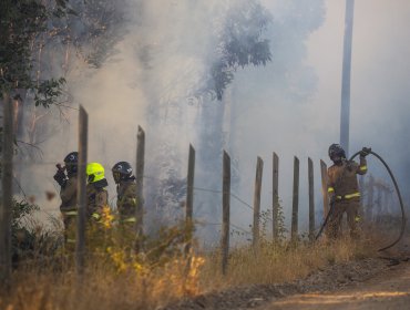 Activan mensajería SAE y solicitan la evacuación de sectores de Tomé, Ránquil y Quillón por incendio forestal