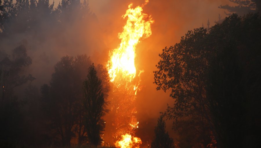 Alcalde de Lumaco denuncia que gente "se interna en el bosque, prende fuego y es recogida por vehículos sin patentes"