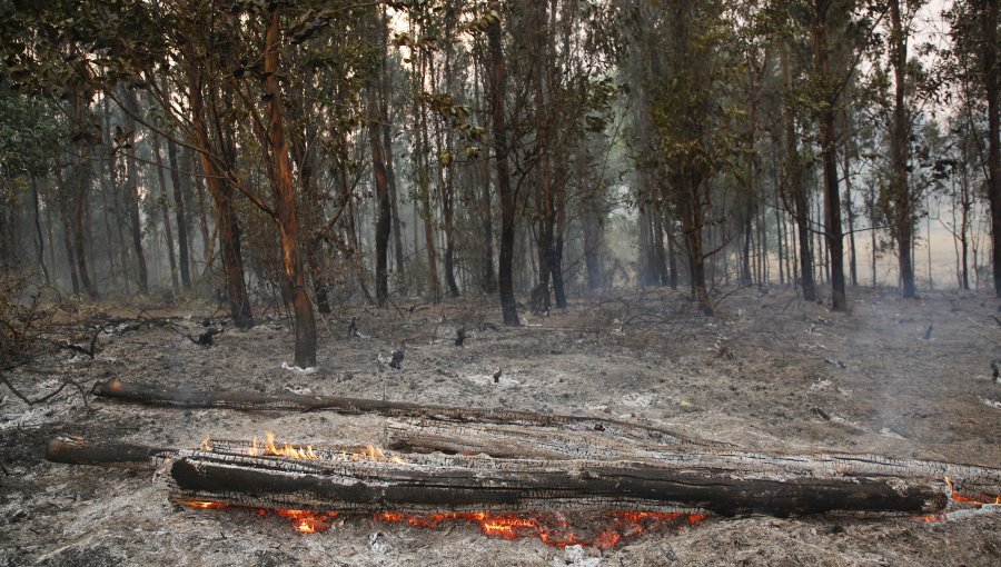 Por amenaza de incendios forestales: Declaran Alerta Temprana Preventiva para dos provincias y dos comunas de la región de Valparaíso