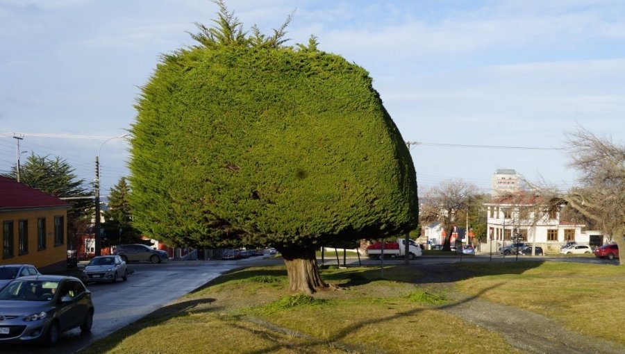 Desconocidos intentaron quemar árbol que fue símbolo de la campaña del presidente Boric en Punta Arenas