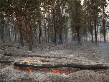 Por amenaza de incendios forestales: Declaran Alerta Temprana Preventiva para dos provincias y dos comunas de la región de Valparaíso