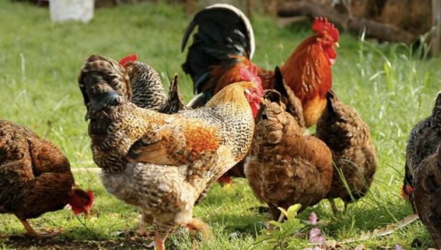 SAG detecta primer caso de influenza aviar en aves domésticas en caleta de Chañaral de Aceituno
