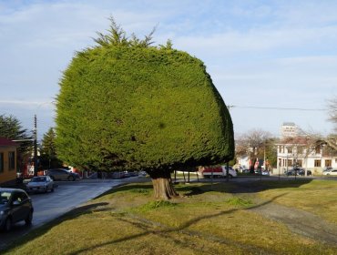 Desconocidos intentaron quemar árbol que fue símbolo de la campaña del presidente Boric en Punta Arenas