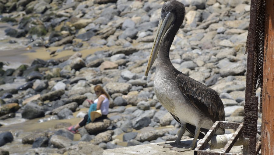 SAG confirmó el primer caso de influenza aviar en la región del Biobío: llaman a no tocar aves silvestres muertas o enfermas