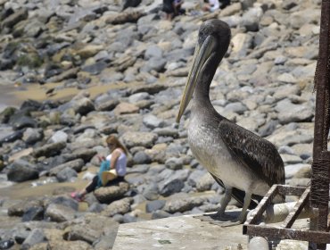 SAG confirmó el primer caso de influenza aviar en la región del Biobío: llaman a no tocar aves silvestres muertas o enfermas