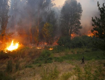 Balance incendios forestales: 94 siniestros se mantienen en combate, 1.250 viviendas destruidas y 373.839 hectáreas consumidas